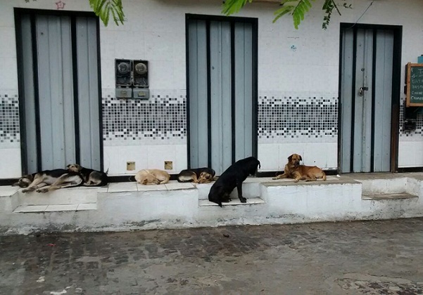 Cães precisam de cuidados (Foto cristina Lourenço)