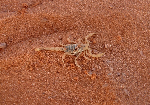 Escorpiões costumam surgir com as chuvas de verão (Foto reprodução Pixabay)