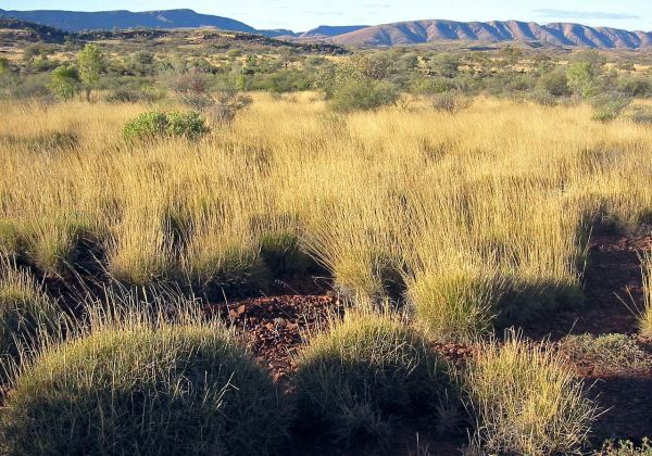 Savana no centro da Austrália (Foto: Wikipédia)
