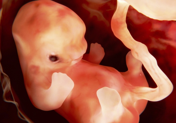 Fetus, 9 weeks