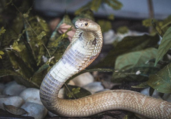 10_07_2020_cobra_naja