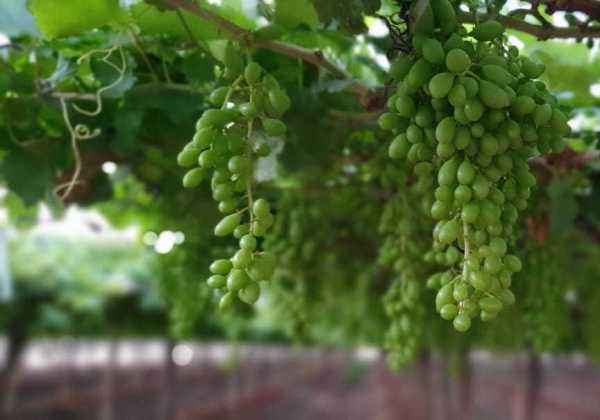uvas_vale_são_francisco_sde_2