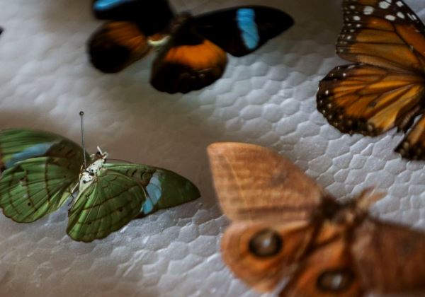 Crianças podem visitar Planeta Inseto e Museu da Pesca pela internet