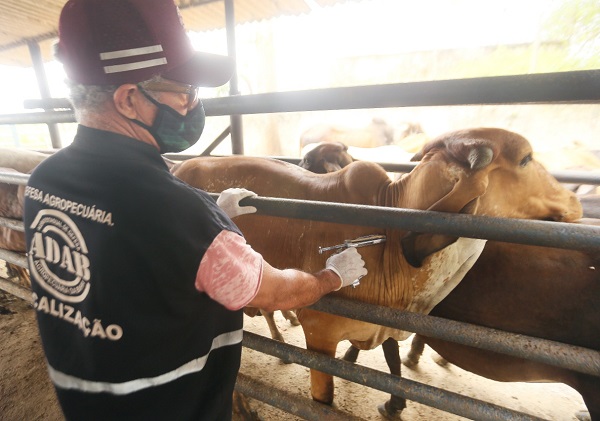 Vacinação contra febre aftosa é prorrogada até 31 de dezembro 2