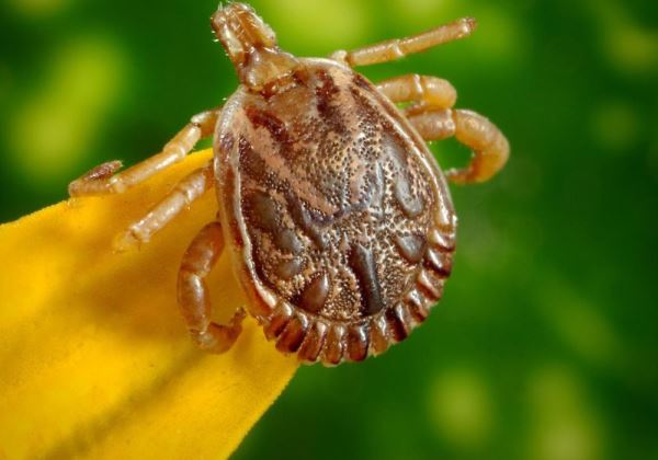 Campinas registra mais dois casos suspeitos de febre maculosa