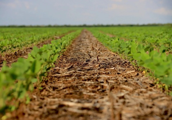 Plantio de soja no Oeste baiano é concluído com 100% de área plantada
