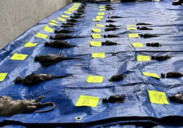 Defensoria do RS ajuíza ação contra Cobasi por animais mortos em lojas