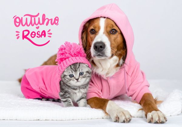 Outubro Rosa Pet: UFBA realiza atendimentos gratuitos para cadelas e gatas