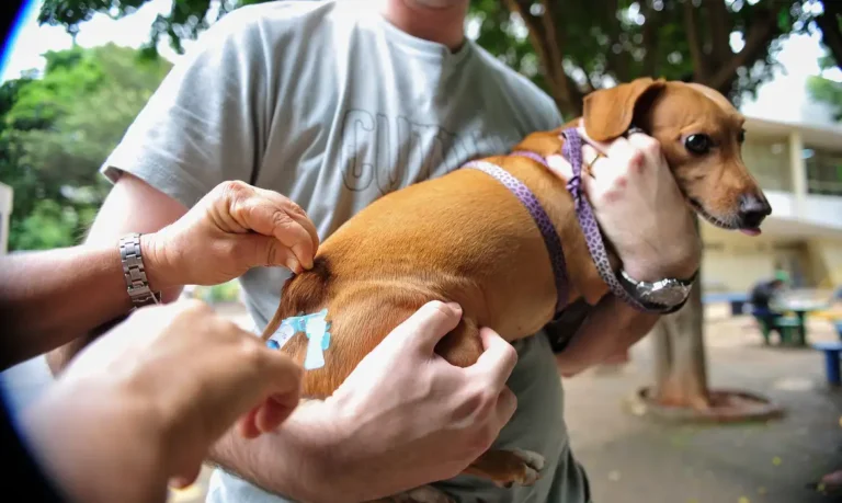 Médico veterinário alerta para risco da raiva e reforça importância…