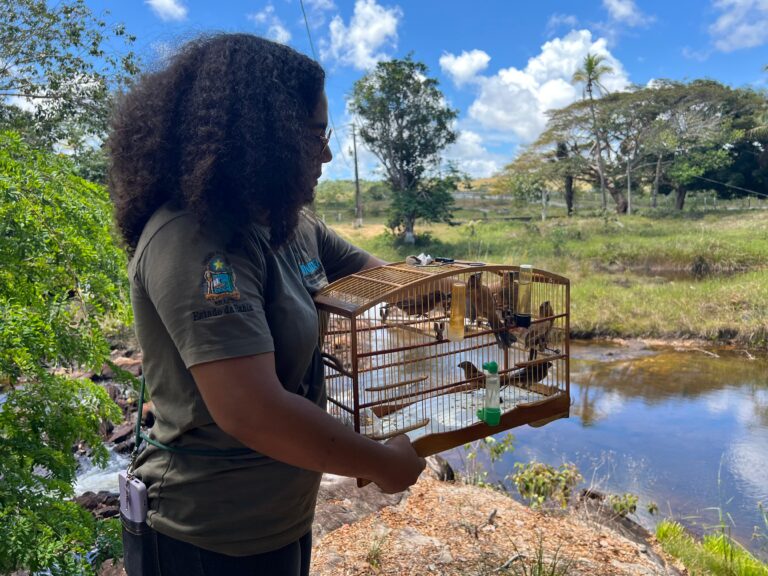 Mais de 15 animais silvestres são devolvidos ao habitat natural pelo…