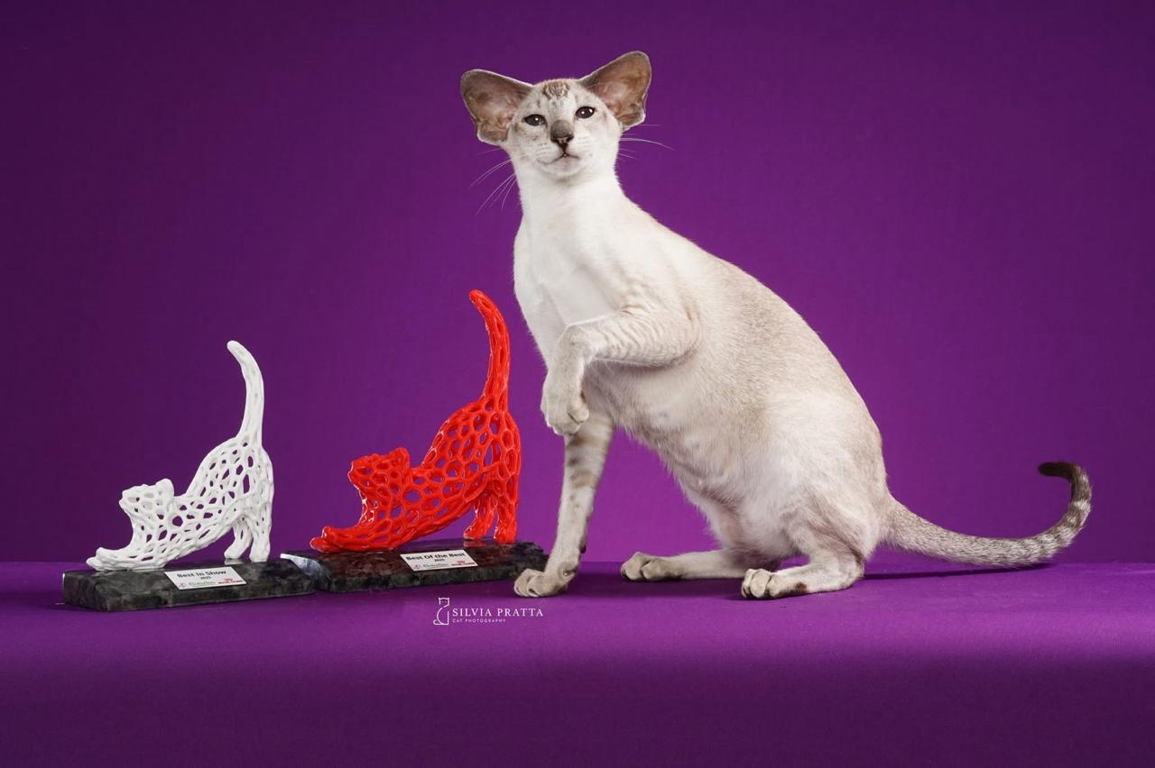 Parque Shopping Bahia recebe Mostra de Gatos neste sábado (31)