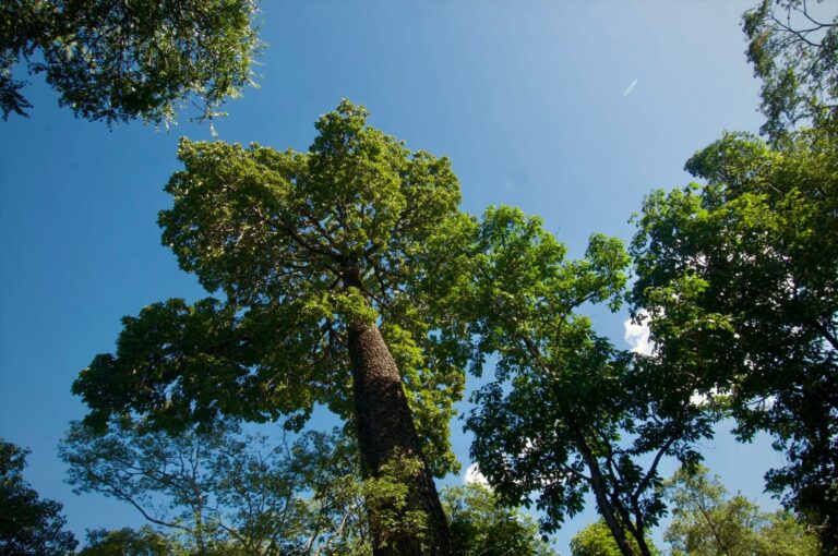 Governo reconhece duas novas Reservas Particulares do Patrimônio…