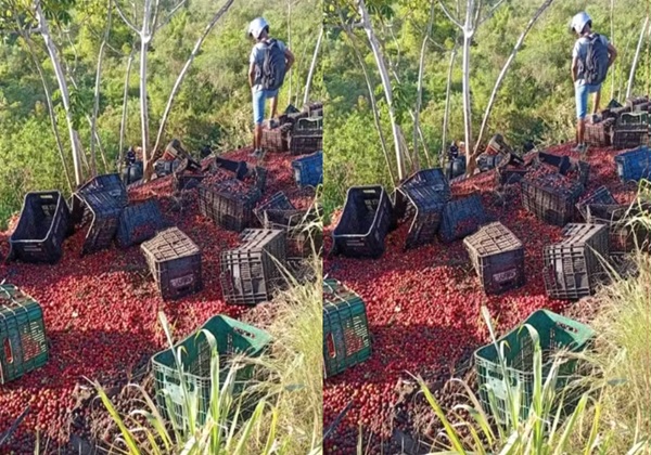 Motorista morre após carreta com acerola tombar na BR-101