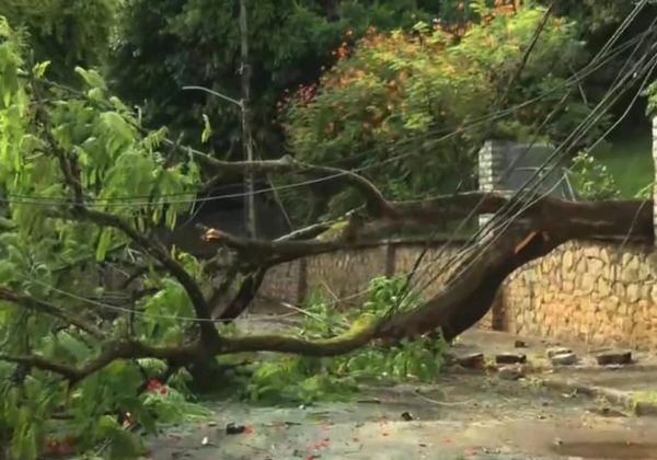 Árvore de mansão cai em cima de fiação e atinge carros na Ladeira da Barra