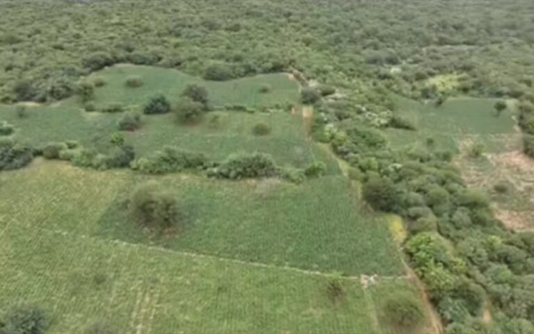 PM e PF apreendem 1 tonelada de maconha em fazenda na Chapada…