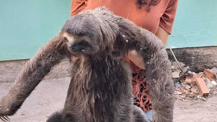 Inema resgata bicho-preguiça no campus do IFBA em Porto Seguro