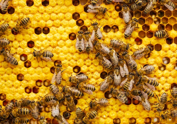 Enxame de 60 mil abelhas causa mortes de animais e fere moradores na Bahia