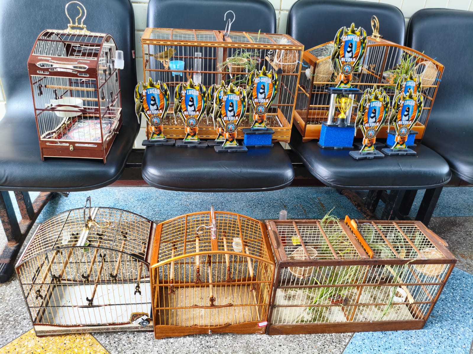 PM resgata seis aves silvestres e prende três homens na Praia do Flamengo