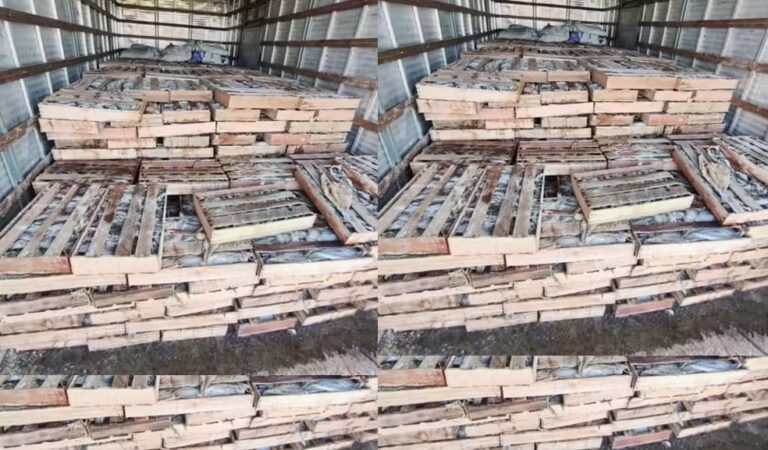 PRF apreende 9 toneladas de peixe transportadas de forma irregular na…