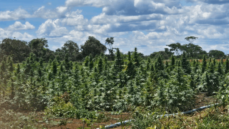 Polícia erradica plantação com cerca de 180 mil pés de maconha na…