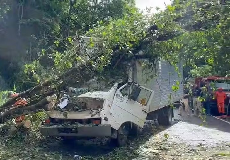 Árvore cai sobre caminhão e deixa dois mortos na BR-415