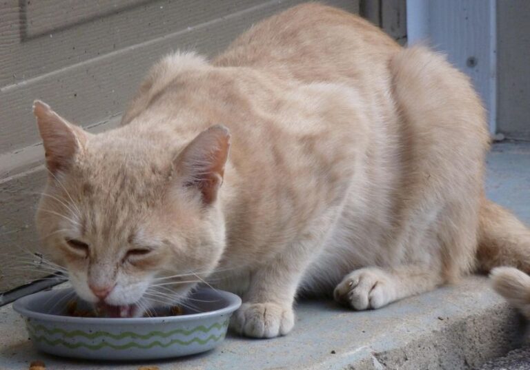 Evento gratuito em Salvador discute alimentação saudável para cães e…