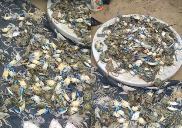 Morte de peixes e mariscos volta a ser registrada em Paripe