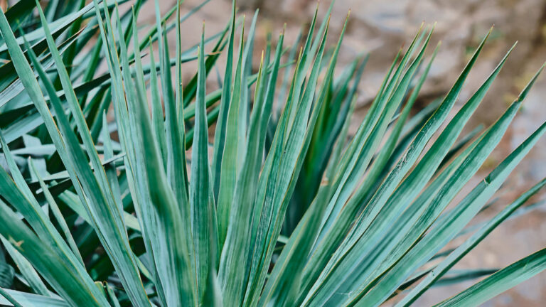Planta do semiárido, sisal surge como material sustentável na…