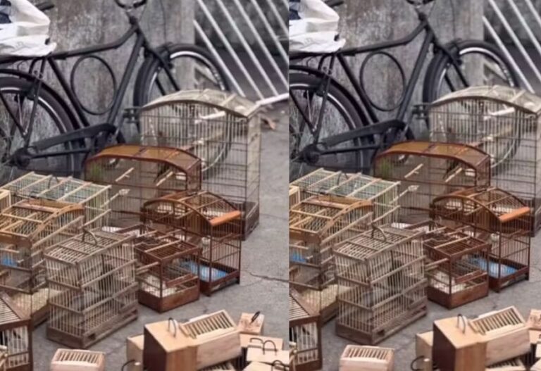 Polícia resgata quase 80 animais silvestres vendidos ilegalmente no…
