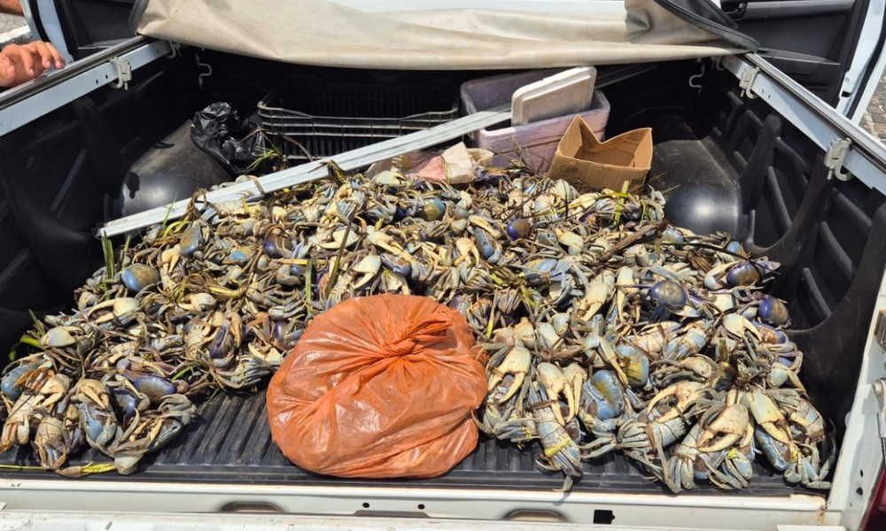 Mais de 1,5 mil caranguejos e guaiamuns são apreendidos na Bahia