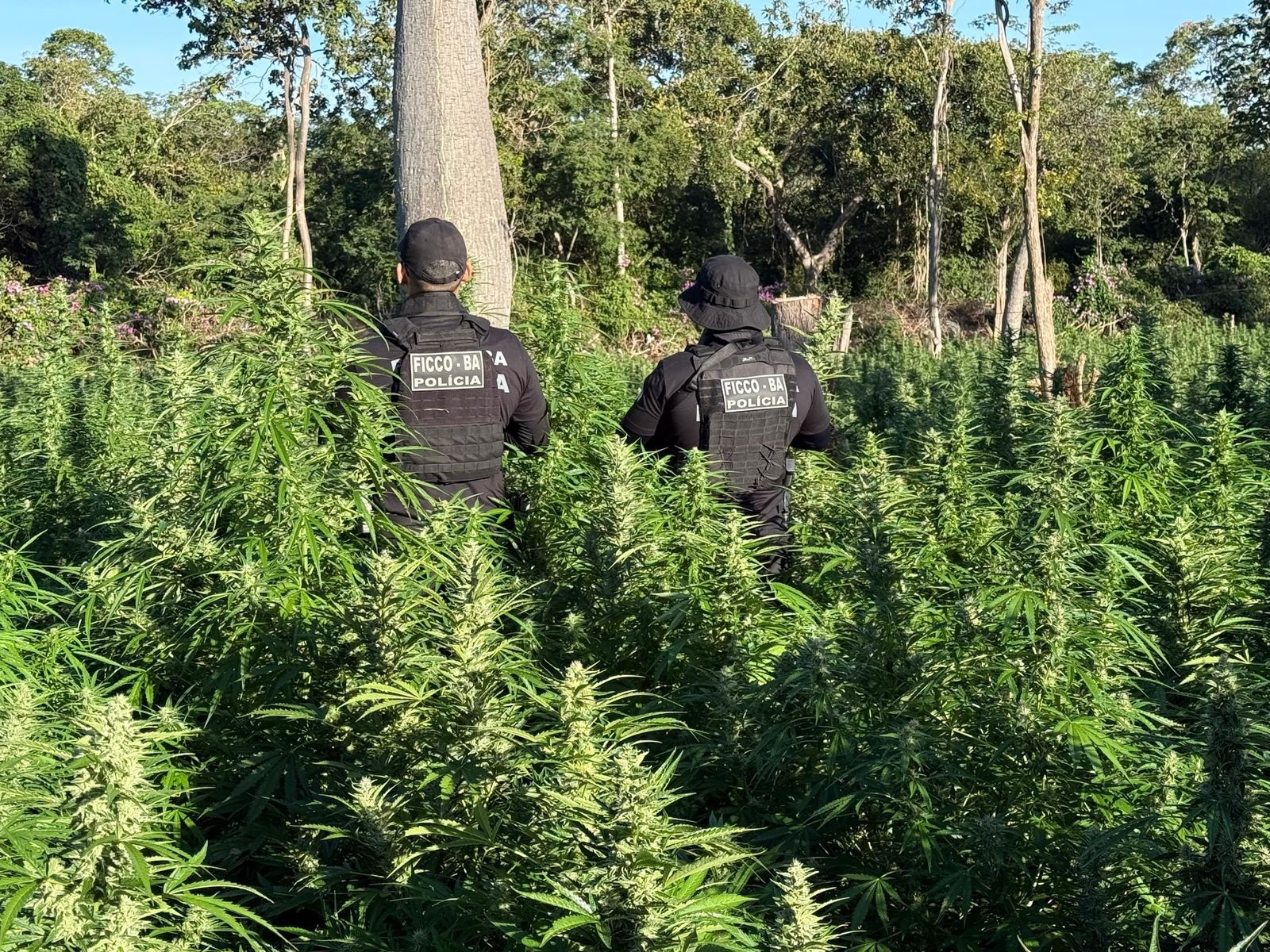 Operação localiza 50 mil pés de maconha e termina com suspeito baleado