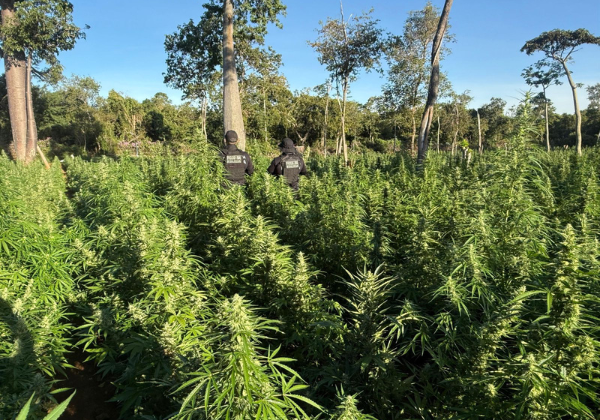 Polícia encontra roça com 50 mil pés de maconha no oeste da Bahia