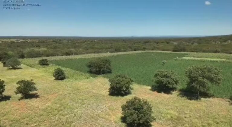 Polícia localiza e erradica cerca de 200 mil pés de maconha no…
