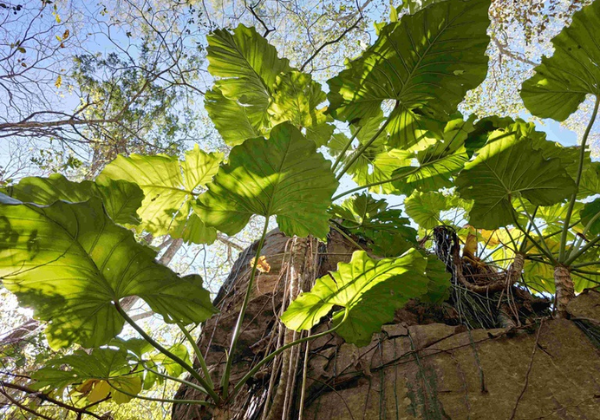 Nova espécie de planta é descoberta no oeste da Bahia