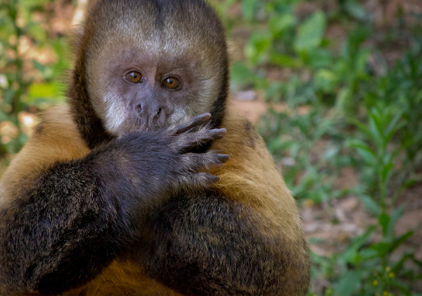 Casal de ambientalistas atacado na Chapada Diamantina registrou espécies ameaçadas no local