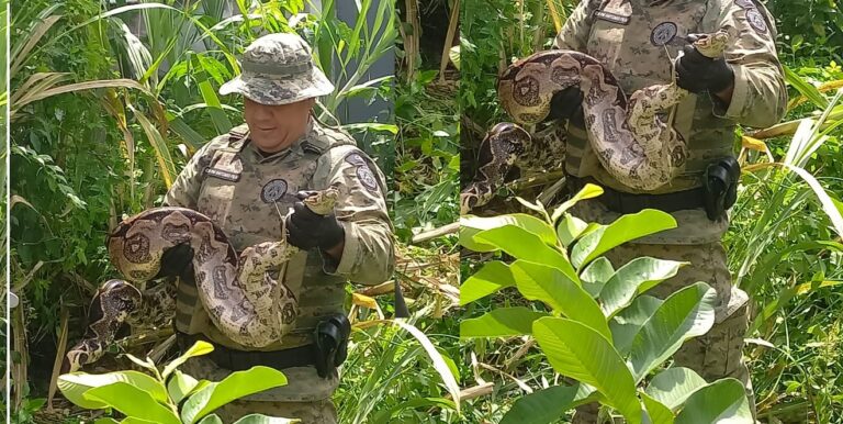Jiboia encontrada em Brotas é capturada pela PM