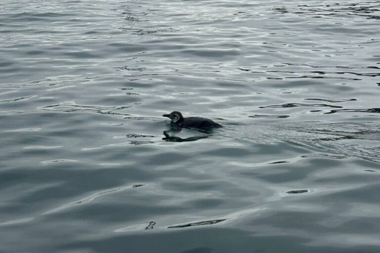 CODEBA resgata pinguim em área portuária durante monitoramento…