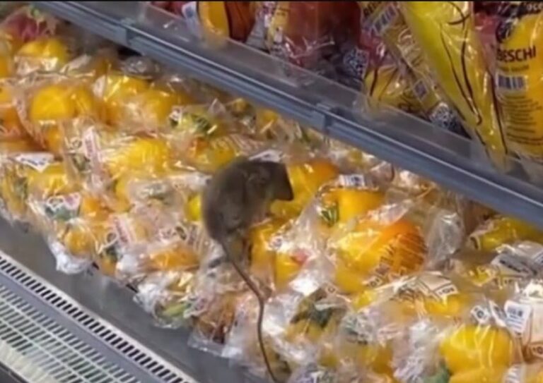 VÍDEO: Rato é flagrado em setor de hortifrúti em mercado de Salvador