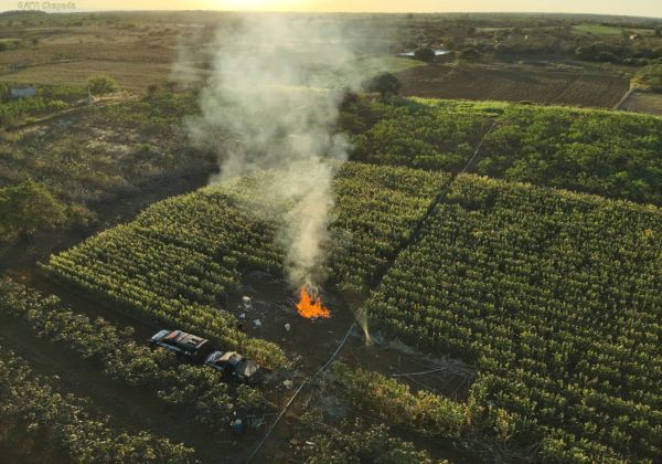 Erradicação de maconha pela Polícia Civil gera prejuízo de R$ 4 milhões