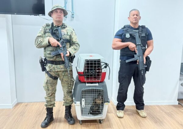 Homem é preso suspeito de vender macacos-prego ilegalmente