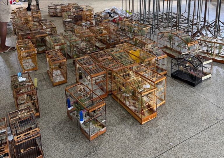 Torneio de pássaros é interrompido e 95 aves são resgatadas